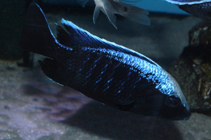 Copadichromis trewavasae 'Chizumulu Island'